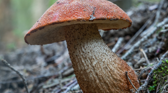 herfst