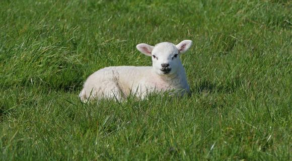 schaap
