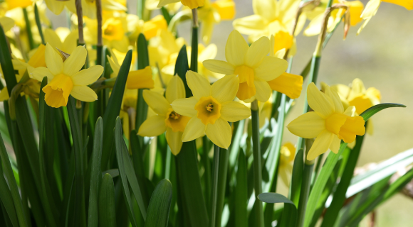 Lente