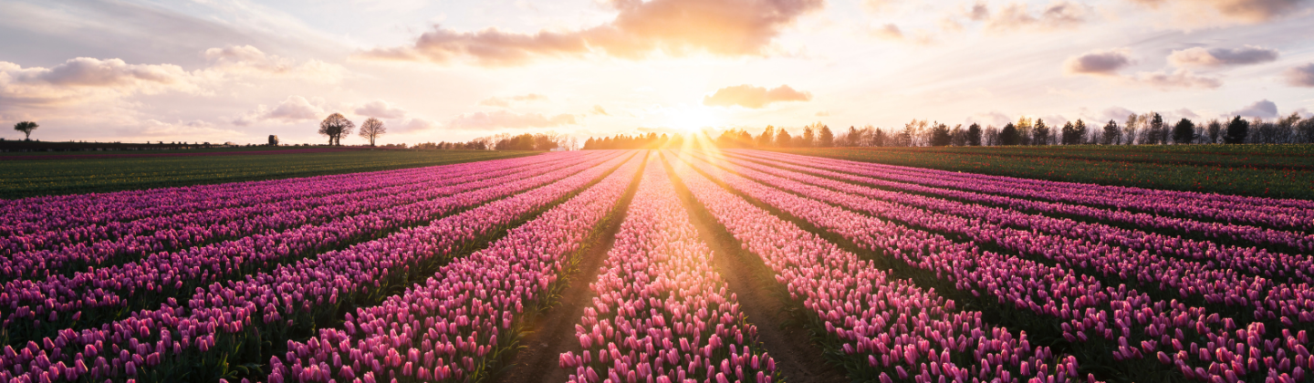 lente