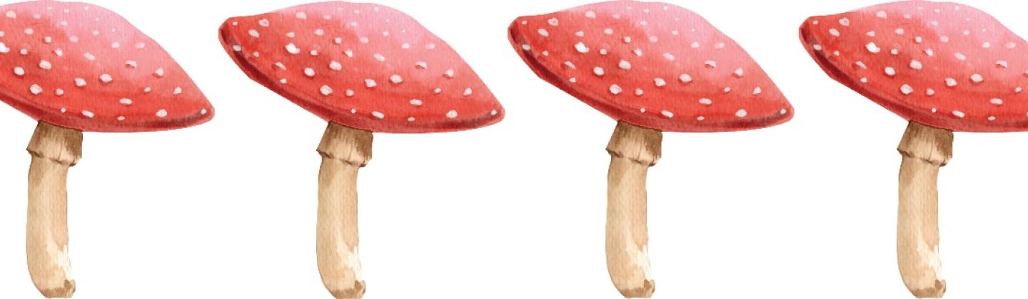 paddenstoelen
