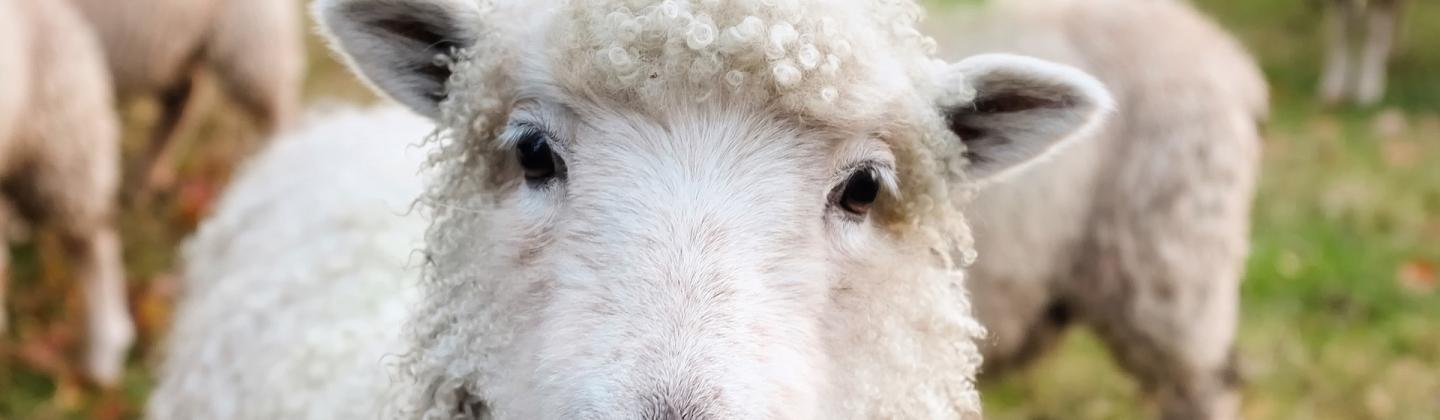 schaap