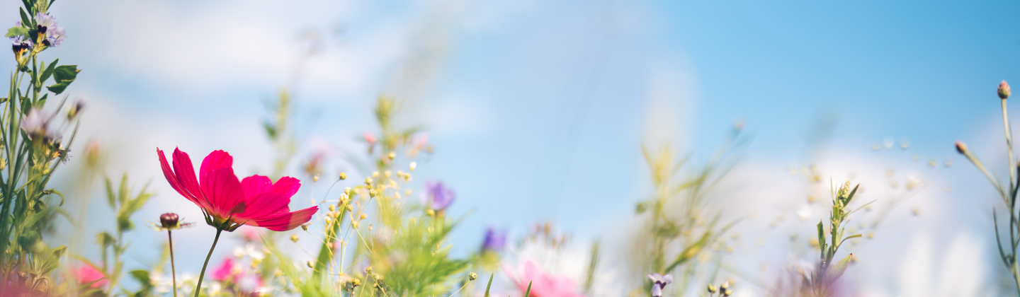 Lente
