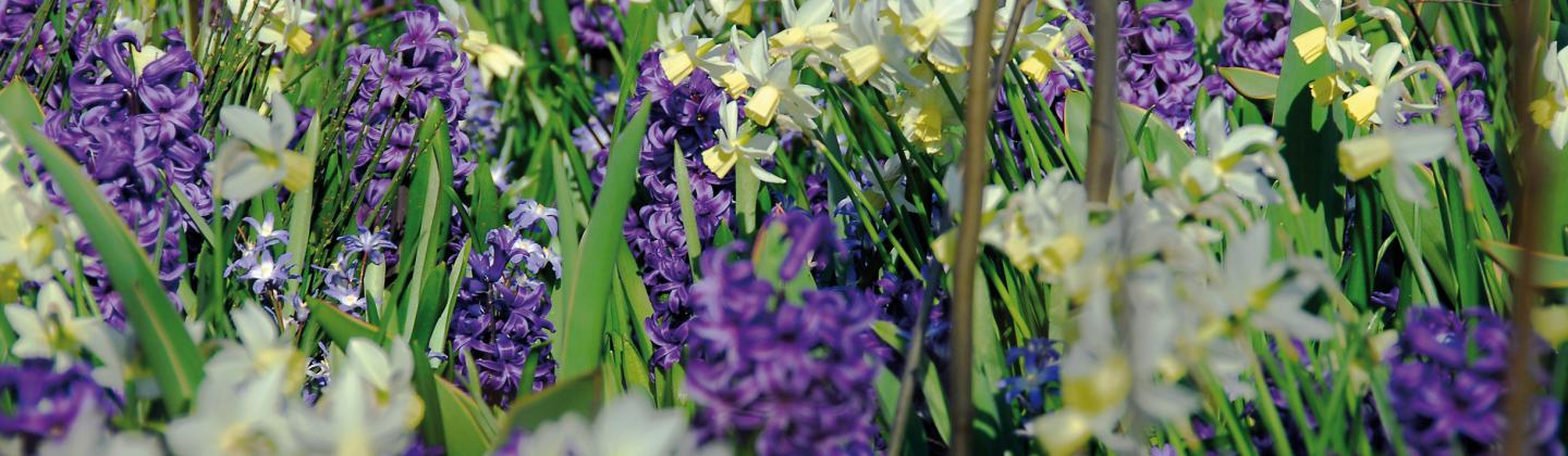 bloemen deen