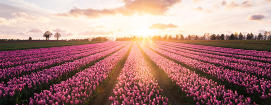 tulpen